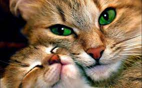 Cats Lovely Cat Green Eyes Wallpaper With Images Kittens Cutest Cute Cats Cats