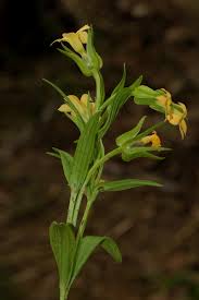 Image result for Exochaenium