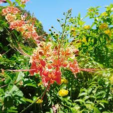 Image result for Caesalpinia rubra