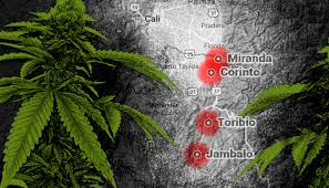 Mexican used the name for weed at most and is considered to have perfect quality. A Green Gold Rush Potent Marijuana Big Business For Colombia Traffickers Opendemocracy