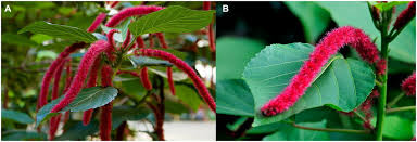 Image result for Acalypha fimbriata