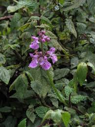 Image result for Stachys aculeolata