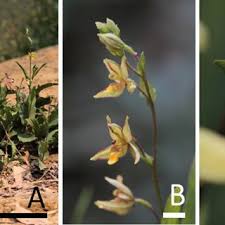 Image result for Epipactis africana