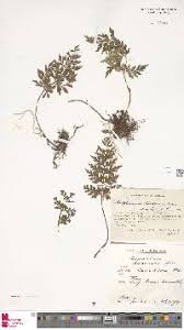 Image result for Asplenium buettneri