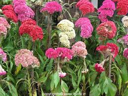 Check spelling or type a new query. Celosia Itslife In