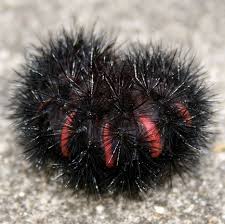 Black Caterpillar Identification Guide Owlcation