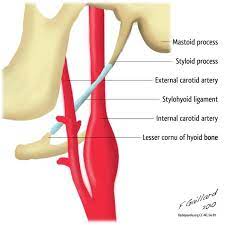 Pin On Illustrative Radiology