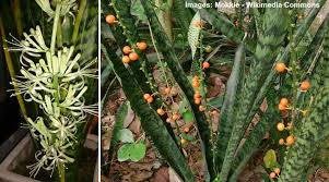 Keep the soil slightly moist and never over water. Mother In Law S Tongue Snake Plant Care And Growing Guide