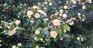 L'alloro (laurus nobilis) aiuta la digestione, combatte i dolori di stomaco e l'inappetenza. Macchia Mediterranea Un Viaggio Affascinante Tra Miti E Leggende