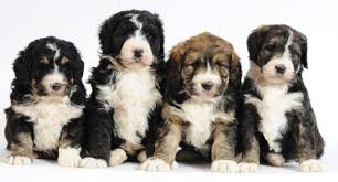We did not find results for: Bernedoodle Puppies For Sale In Noblesville Indiana Animals Nstuff