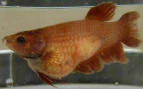 Also known as the siamese fighting fish frequently asked questions about betta fish. Female Betta Fish Pregnant Vang Bettas