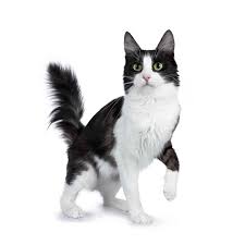 Get black and white cat art today w/ drive up or pick up. 10 Cat Breeds With Black And White Coloring