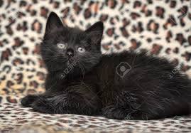 Siberian kittens are absolutely adorable, but don't let their cuteness blind you. Cute Little Black Fluffy Siberian Kitten Stock Photo Picture And Royalty Free Image Image 144010023