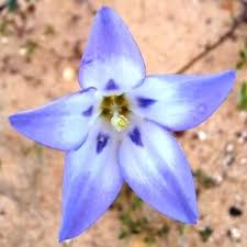 Image result for Wahlenbergia denticulata
