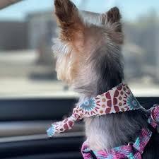 Homeland puppies reports & reviews (9). Puppy House Grooming 743 Photos 493 Reviews Pet Groomers 12801 Valley View Ave La Mirada Ca Phone Number