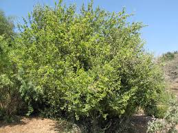 Image result for Dovyalis lucida