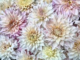 At our partner farm, we incorporate biodynamic practices and regenerative agriculture. Wnc Flower Farmers