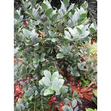 Image result for Nageia nagi