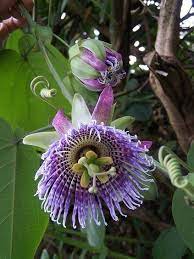 Pin By Eddy Janssens On Cvety In 2020 Beautiful Flowers Wallpapers Passion Flower Beautiful Flowers