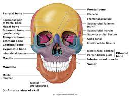 Bones Axial Skeleton At Northwestern Oklahoma State University Studyblue Skull Anatomy Human Skull Anatomy Axial Skeleton