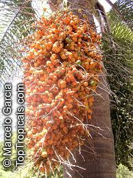 Image result for Syagrus romanzoffiana