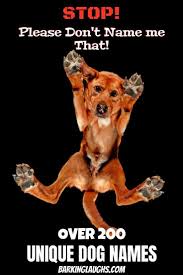 Unique Dog Names With Meanings Girl Dog Names Unique Dog Names Unique Puppy Names Unique