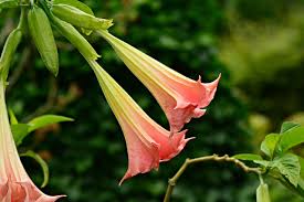 Download angel trumpet stock vectors. Angel S Trumpet Flower Plant Free Photo On Pixabay