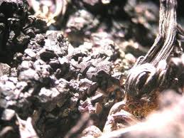 Argentopyrite With Curly Silver St Joachimsthal Karlovy Vary Czech Republic Fov About 12 Mm Collection Copyright Geomueller Lexikon