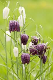 They thrive grow well in full or partial sun in usda zones 5 through 9. 11 Unusual Spring Flowering Bulbs To Plant This Fall