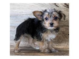 By combining two popular breeds, the yorkshire terrier and the maltese, breeders managed to create a beautiful dog with a loving personality. Morkie Puppies Petland Henderson Nv