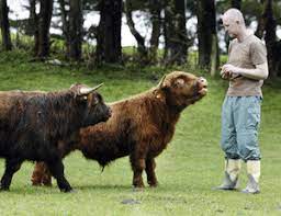 Mini Cattle Perfect For Small Spaces Stuff Co Nz