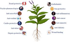 Image result for Pleurolobus