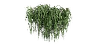 Image result for Cocculus hirsutus