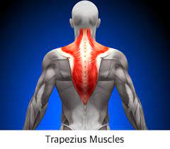 Shop muscle tees tops at up to 70% off! How To Reduce Manage Neck And Shoulder Pain For Developers