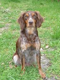 Chiots De Aurkis Et Ajax Printemps 2010