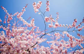 La bellezza incredibile dei fiori, accompagnati da frasi e/o aforismi a essi dedicati.ʘ͜͡ʘuna delle cose più affascinanti nei fiori è il loro meraviglioso. Quali Sono I Fiori Che Ci Annunciano L Arrivo Della Primavera Il Tuo Giardiniere A Milanoil Tuo Giardiniere A Milano