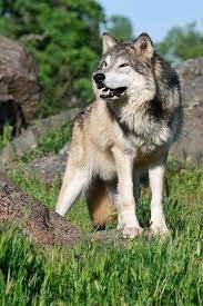 Siberian Wolf Wolf Dog Grey Wolf Wolf Spirit Animal