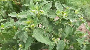 Image result for Blainvillea gayana