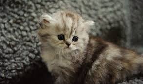 Oakley & bailey, pure breed highland lynx. Scottish Fold Highland Fold Cat Breed Information