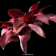 Image result for Bulbophyllum prorepens