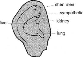 Five Point Auricular Acupuncture Download Scientific Diagram