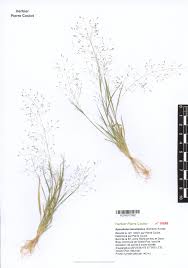 Image result for Sporobolus tenuissimus