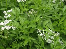 Image result for Oenanthe