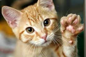 Kedilerin Neden Biyigi Vardir Katt Djur Animales