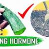 Check out how rooting stimulator avoids nitrogen deficiency in hydroponic growing. 1