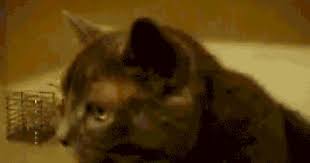 Maybe You Live With Someone Who S Allergic Cat Sneezing Animals Doing Funny Things Cats