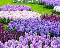 Image of Hyacinth flowers in a garden