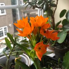 Image result for Ornithogalum