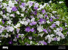 Image result for Brunfelsia australis