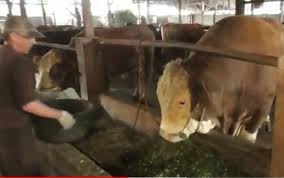 Shio ini disimbolkan dengan harimau. Penampakan Sapi Kurban Jokowi Berbobot 1 3 Ton Di Agam Ditawar Rp120 Juta Bagian 1